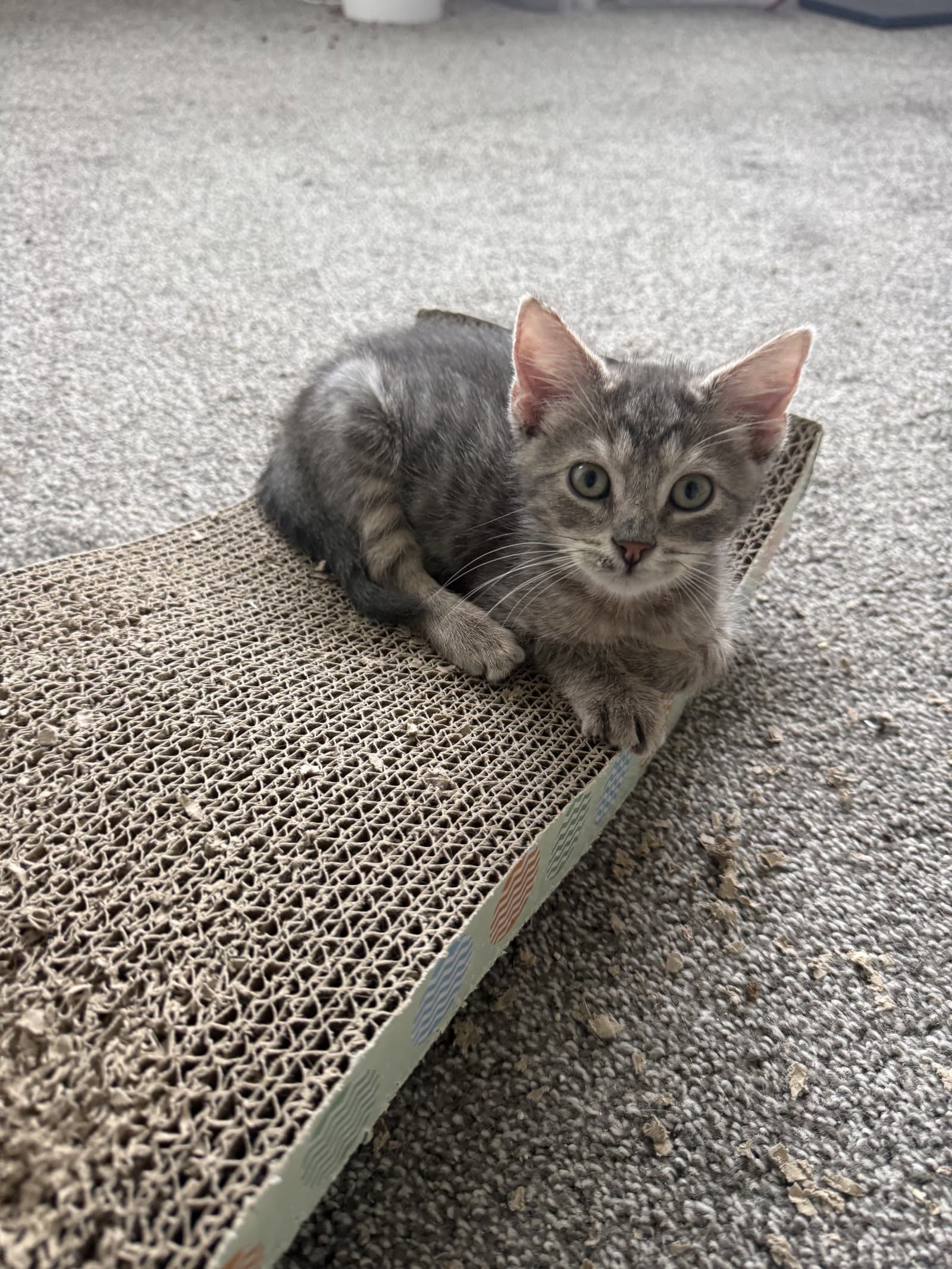 Trigger - Domestic Short Hair