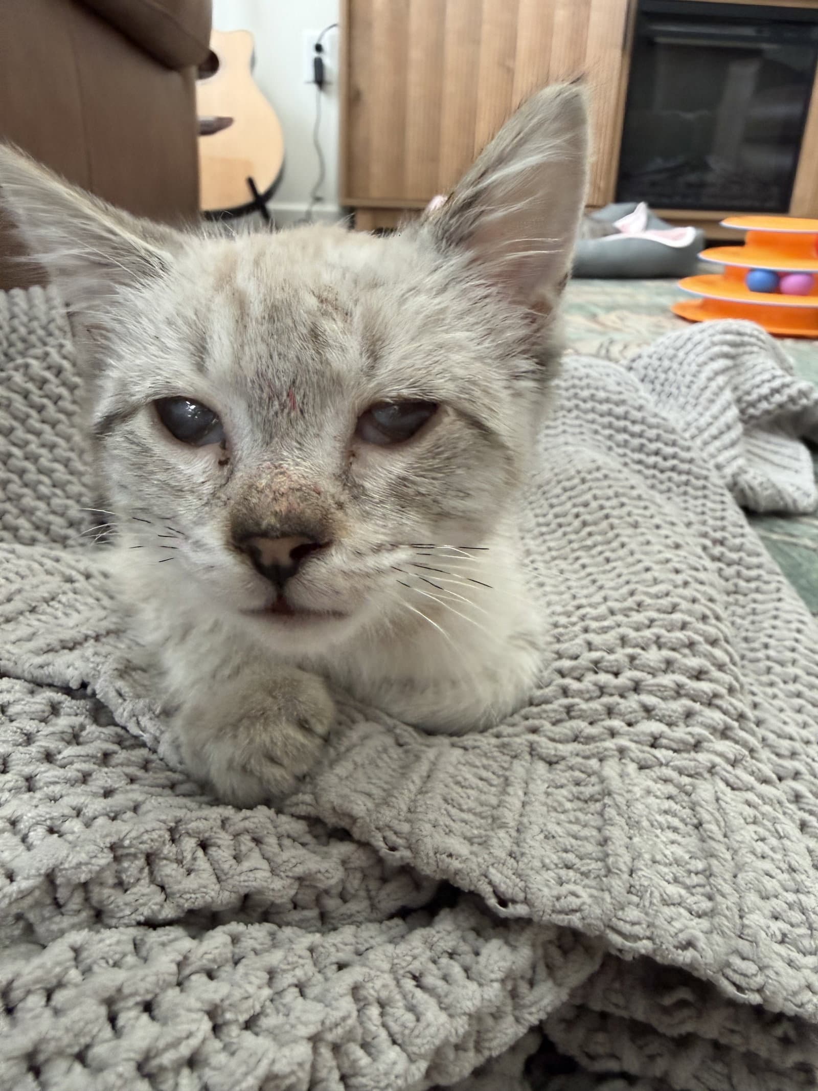 Trina - Siamese