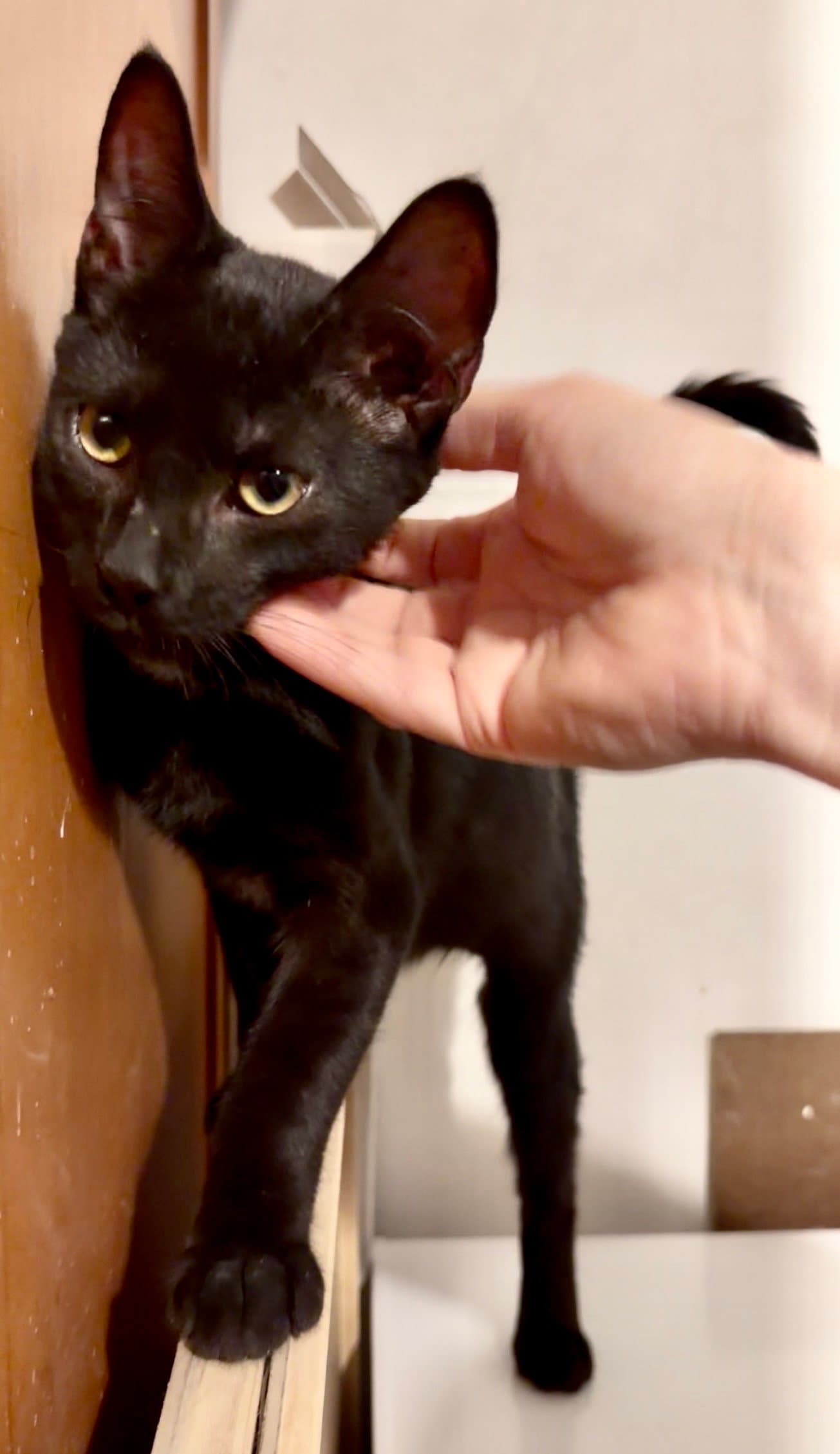 Turkey Tail - Domestic Short Hair