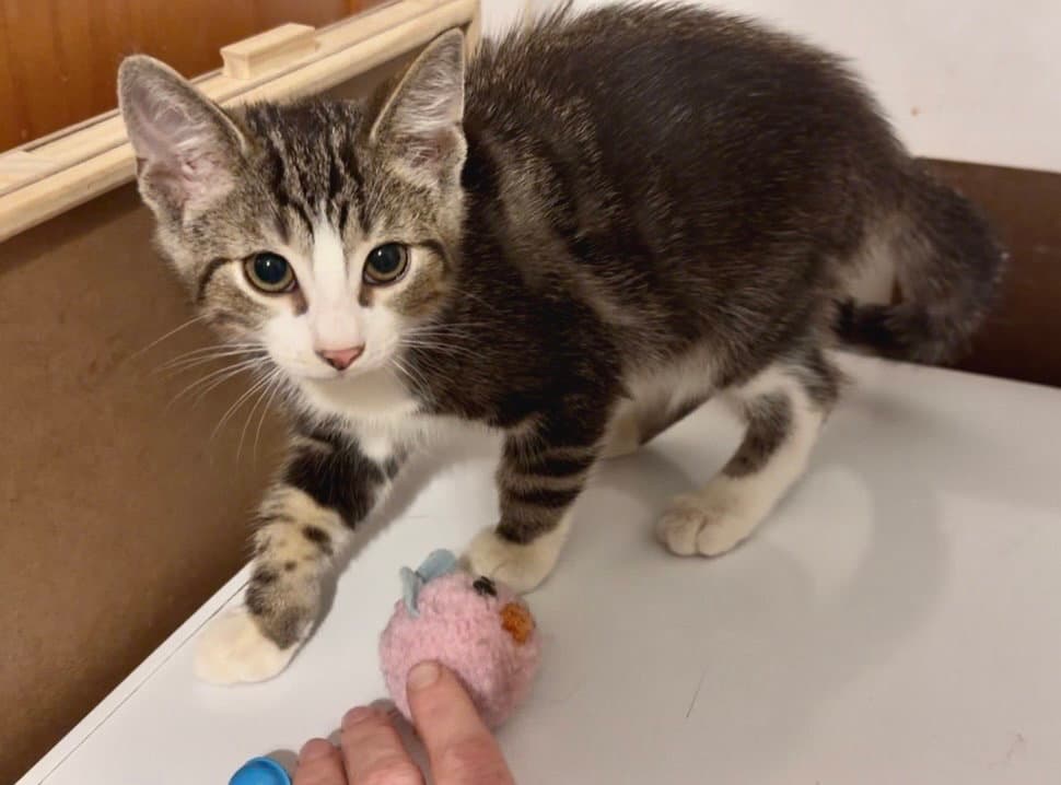 Brawler - Domestic Short Hair