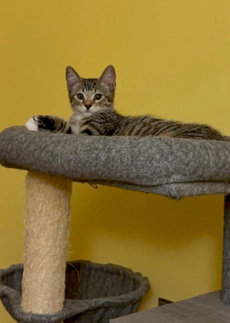 Klondike - Domestic Short Hair
