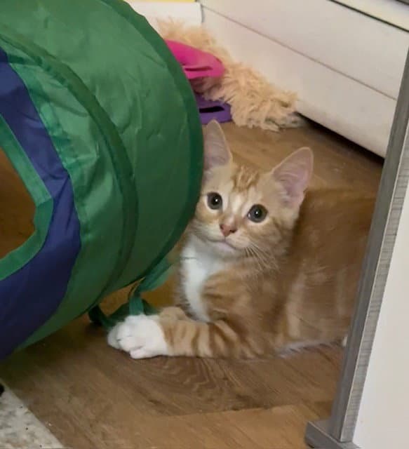 Sorbet - Domestic Short Hair