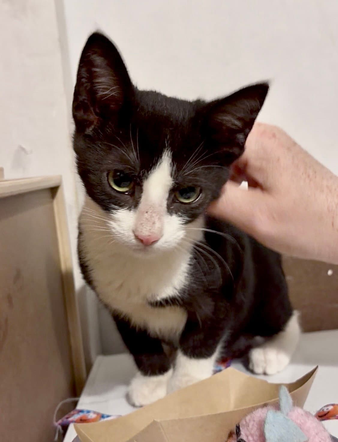 Fun Guy - Tuxedo