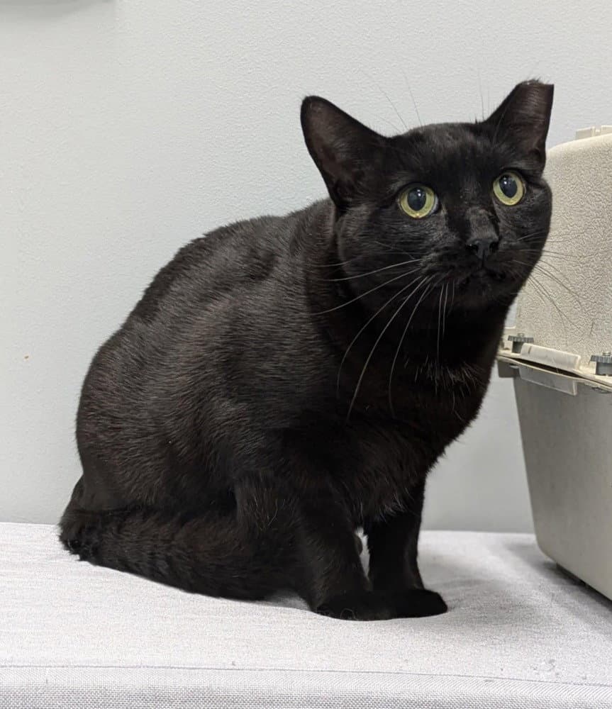 Sunshine - Domestic Short Hair
