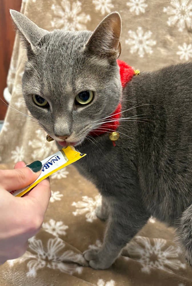 Valarr - Domestic Short Hair