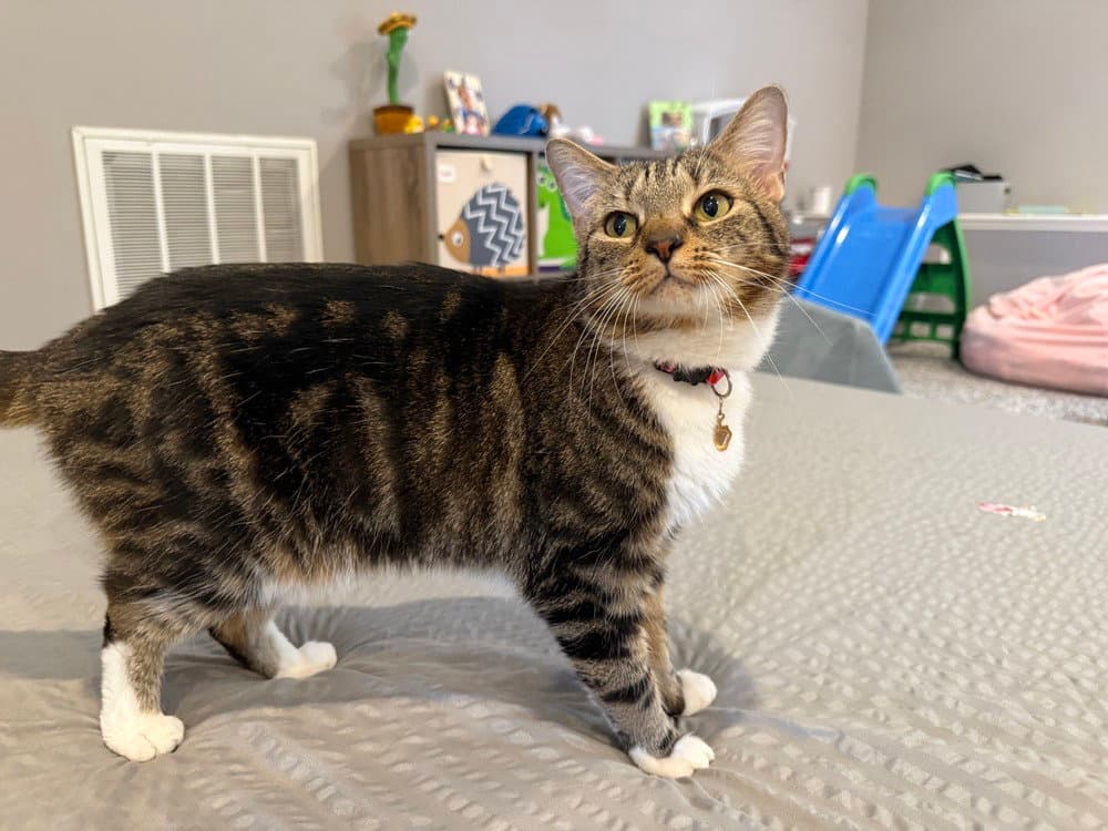 Jalapeno Popper - Domestic Short Hair