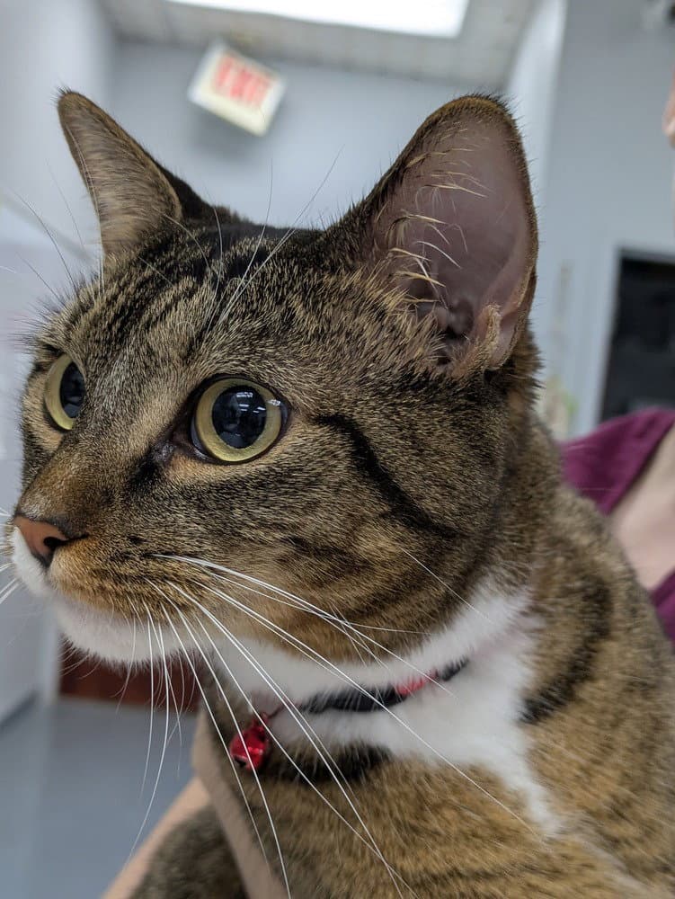 Hot Tamale - Domestic Short Hair