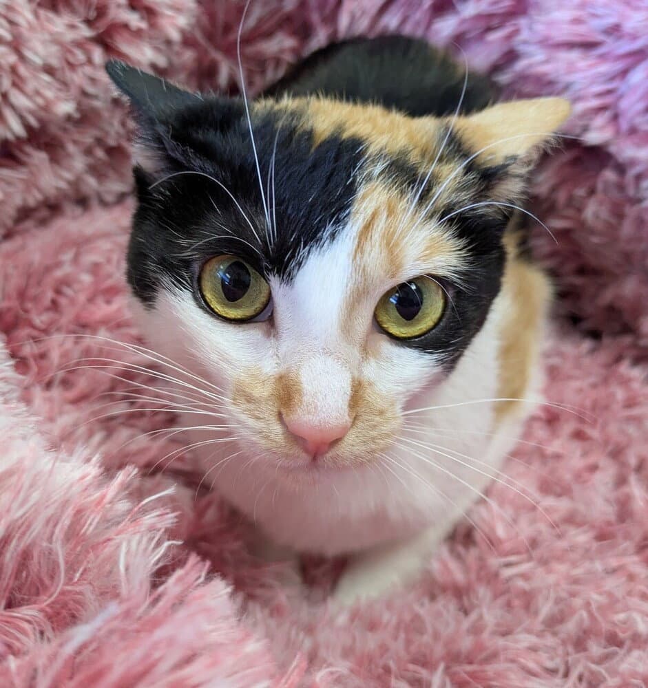 Chloe - Domestic Short Hair