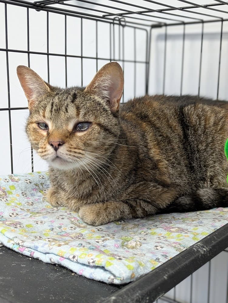 Dorothy - Domestic Short Hair