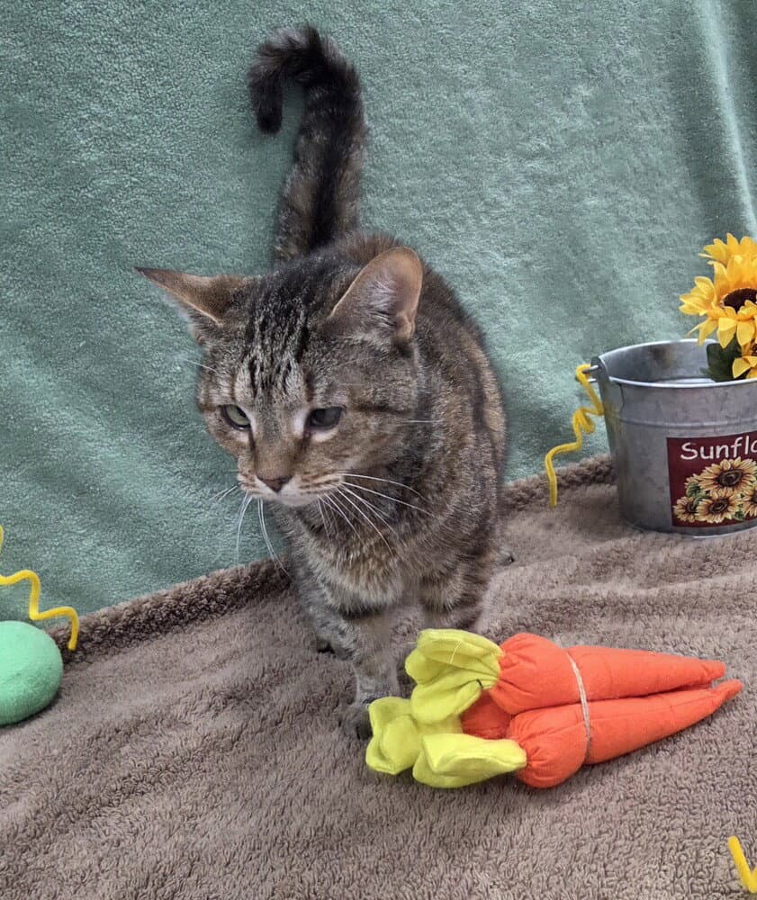 Dorothy - Domestic Short Hair