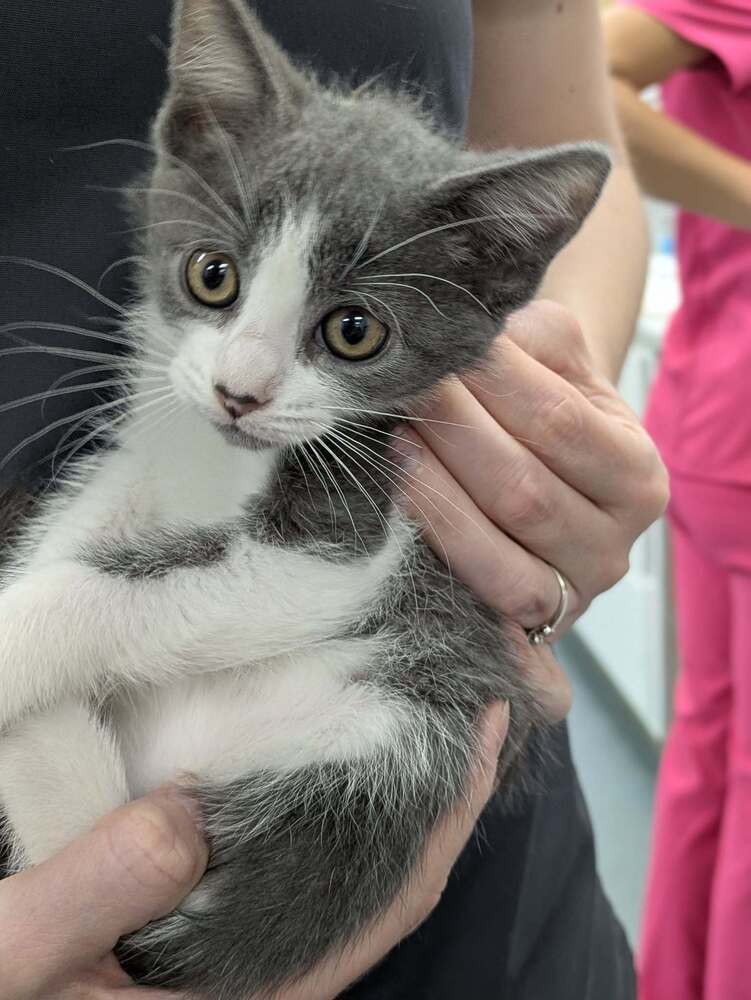 Berry Punch - Domestic Short Hair