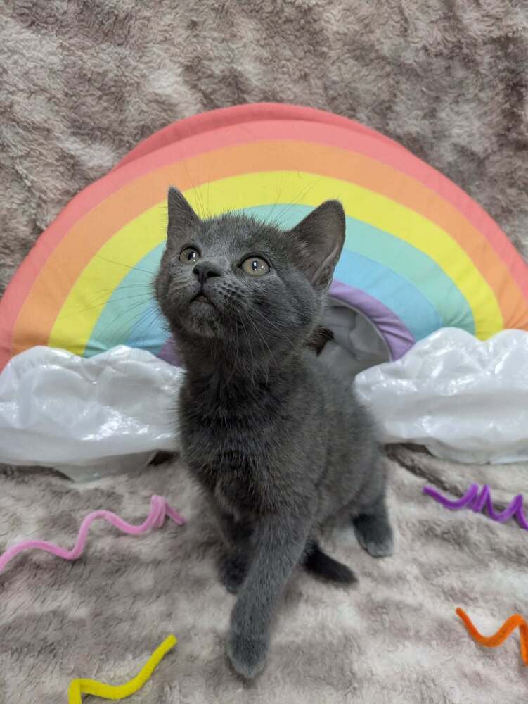 Pinky Pie - Domestic Short Hair