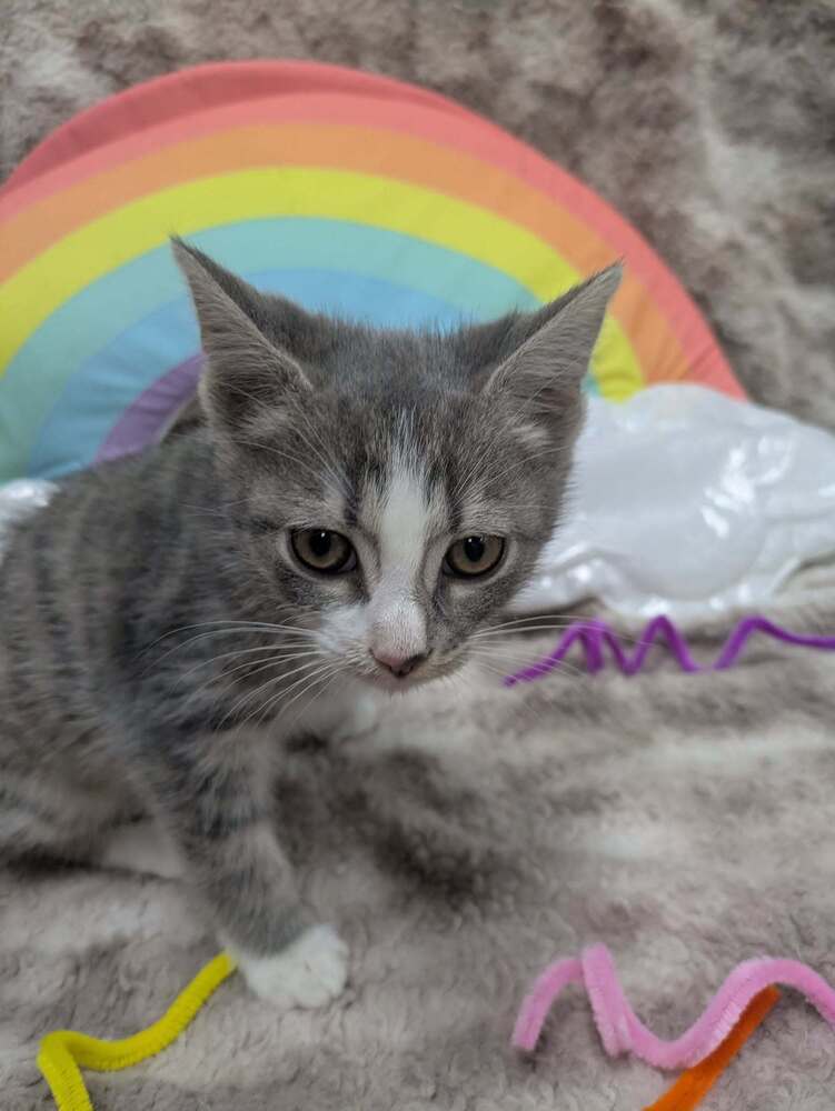 Princess Celestia - Domestic Short Hair