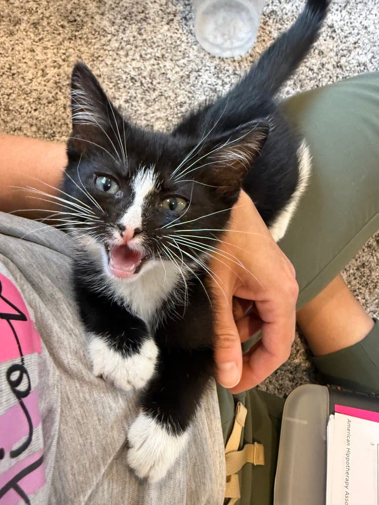 Fleet Foot - Domestic Short Hair