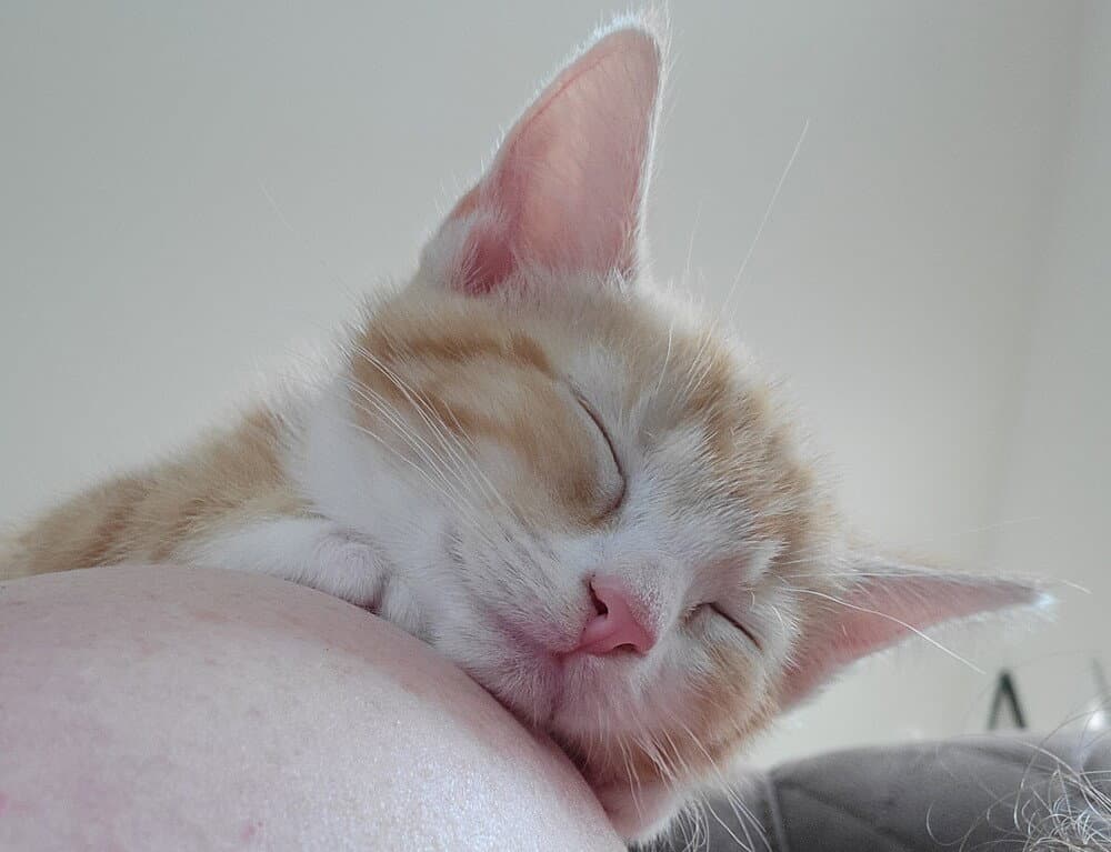 Apple Jack - Domestic Short Hair