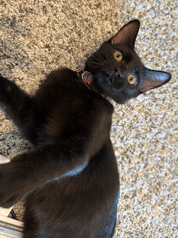 Sal - Domestic Short Hair
