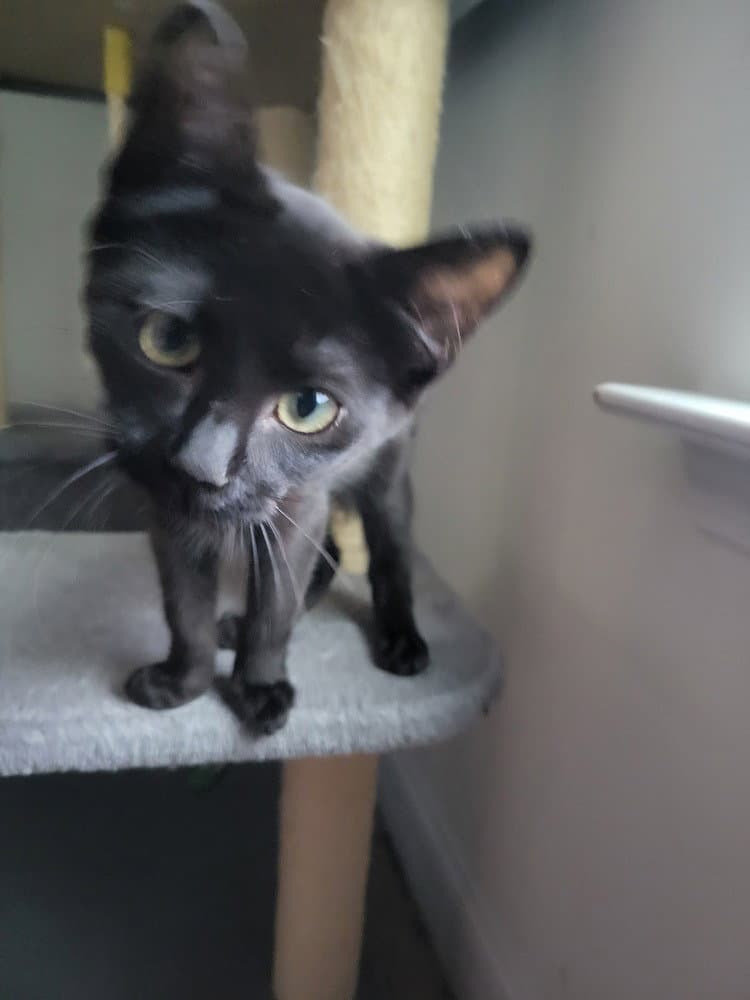 Joe - Domestic Short Hair