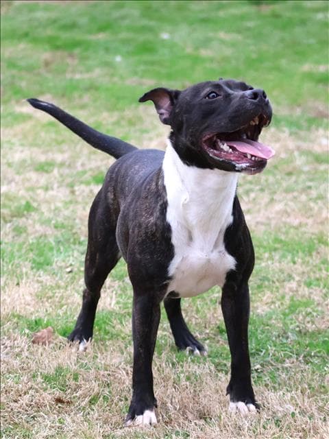 Raven - American Pit Bull Terrier