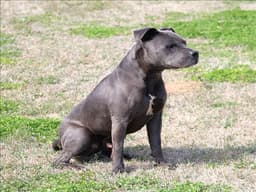 Bruiser image 1