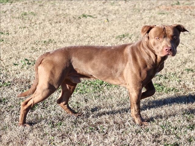 Jake - Pit Bull Terrier