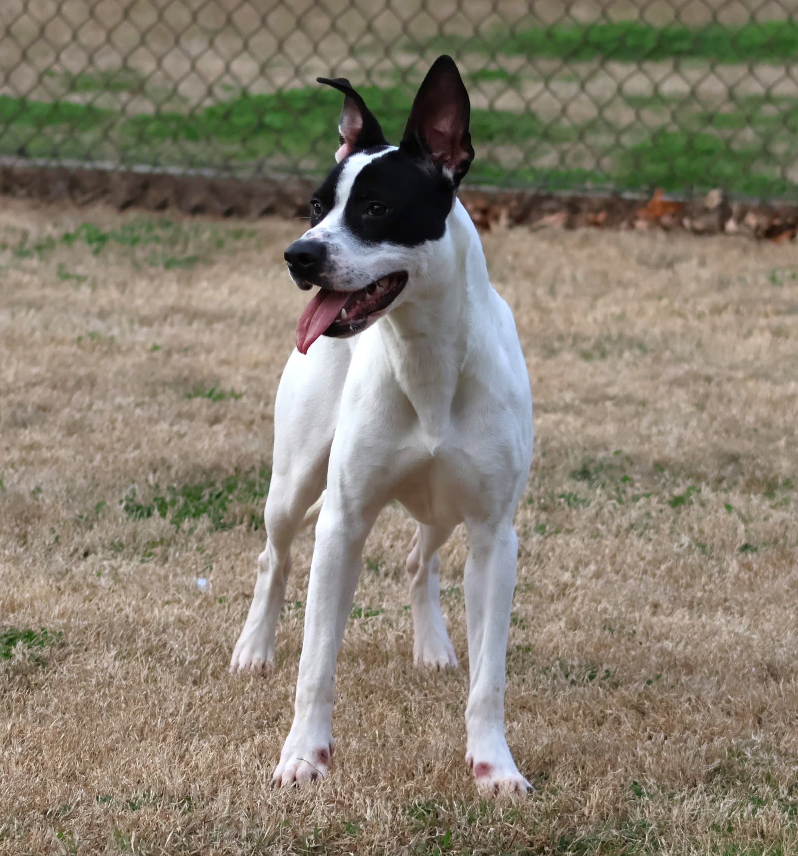 Birdie - Pit Bull Terrier