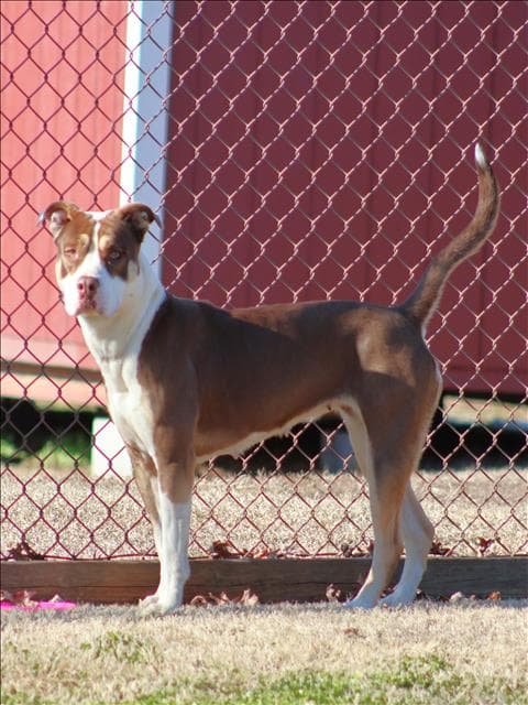 Destiny - Pit Bull Terrier
