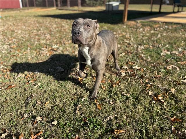 Jade - Pit Bull Terrier