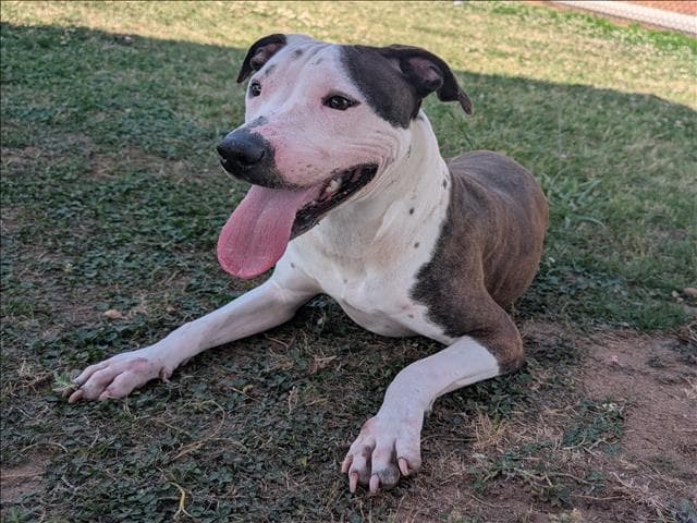 Ashley - Pit Bull Terrier