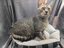 Charlie image 1