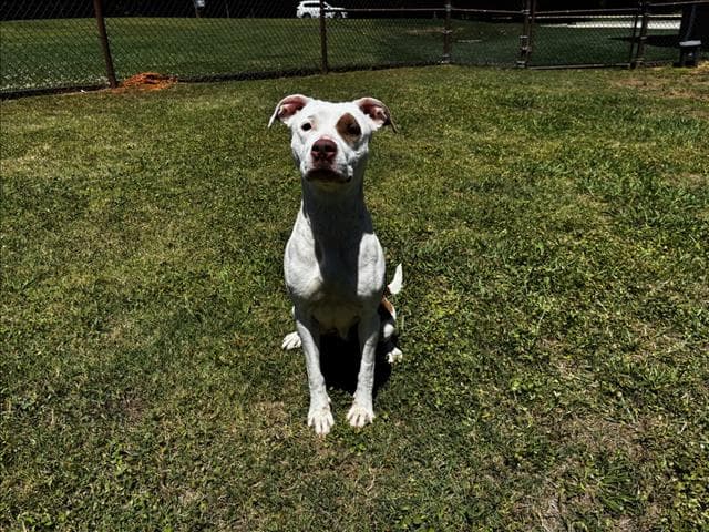 Cookie - Pit Bull Terrier