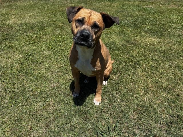 Millie - Pit Bull Terrier