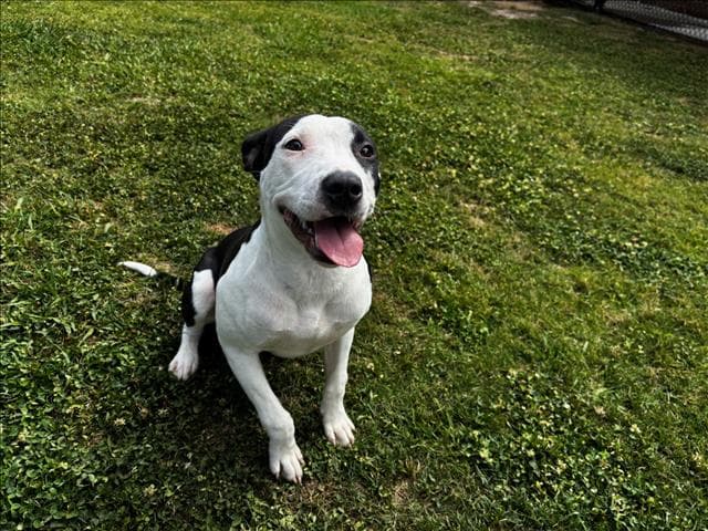 Lily - Pit Bull Terrier
