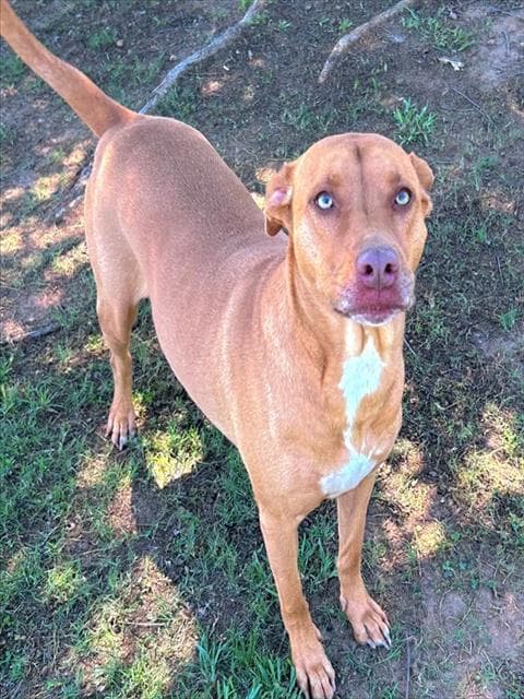 Tish - Labrador Retriever