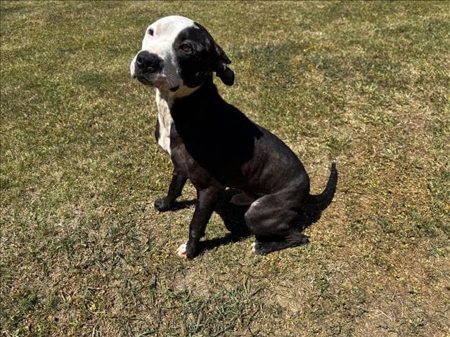 Chopper - Pit Bull Terrier