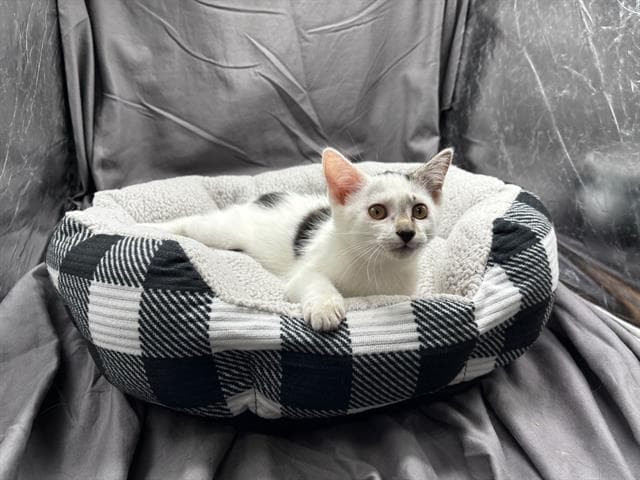 Unknown - Domestic Short Hair