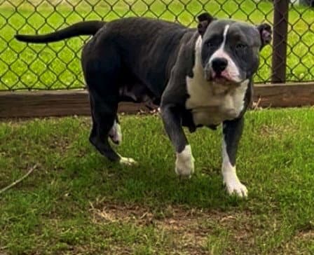 Brittney - Pit Bull Terrier