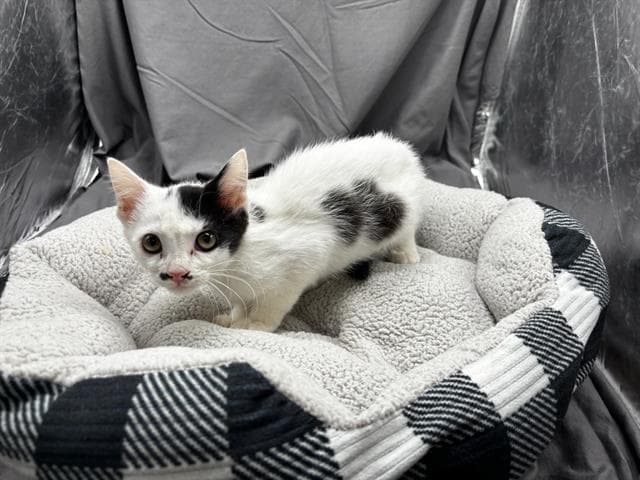 Unknown - Domestic Short Hair
