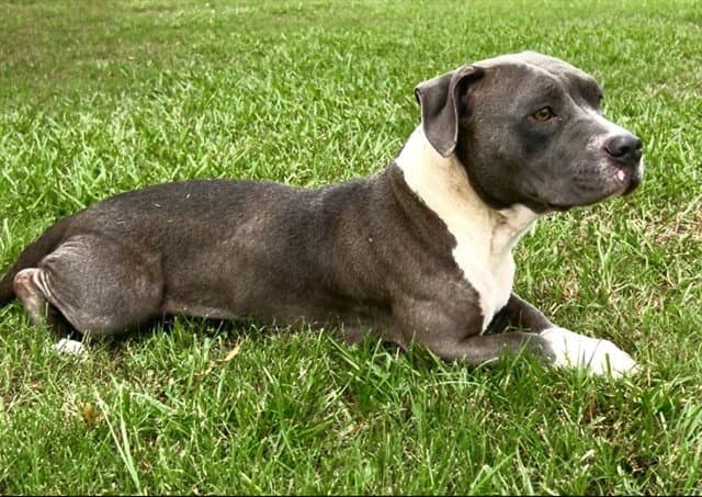 Maya - Pit Bull Terrier