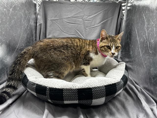 Siff - Domestic Short Hair
