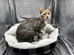 Freya image 1