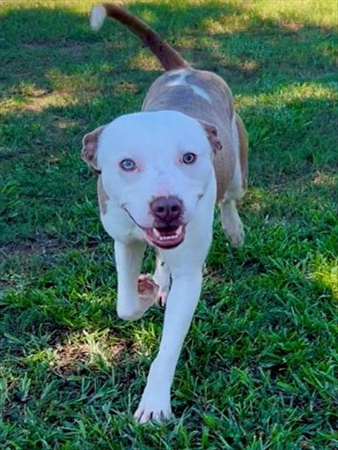 Sean - Pit Bull Terrier