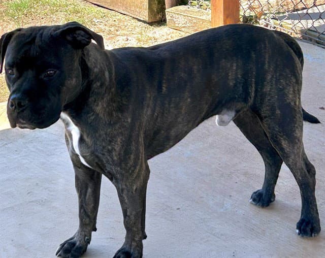 Coleman - Staffordshire Bull Terrier