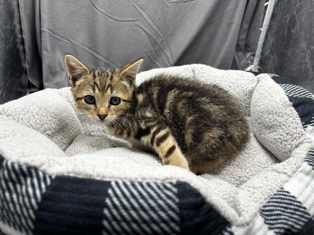Unknown - Domestic Short Hair