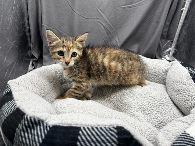 Unknown - Domestic Short Hair