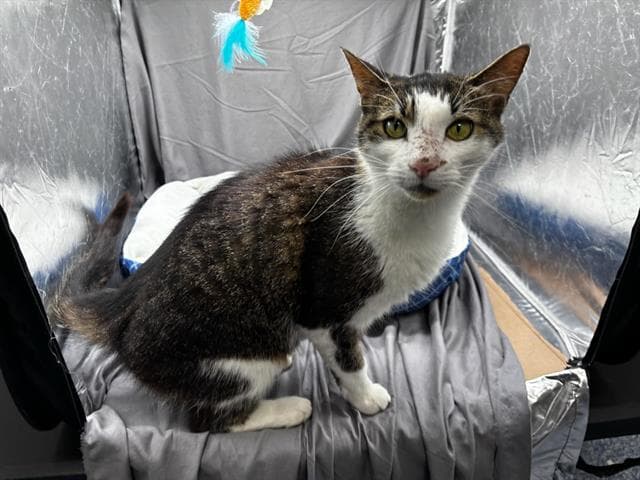 Paul - Domestic Short Hair