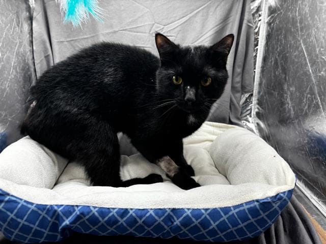 Mac - Domestic Short Hair