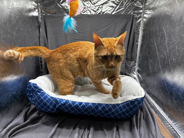 Dorito - Domestic Short Hair