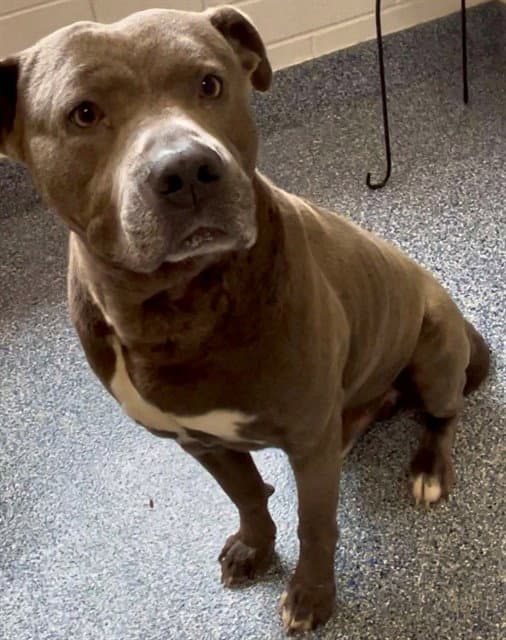 Pedro - Pit Bull Terrier