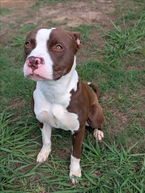 Nami - Staffordshire Bull Terrier
