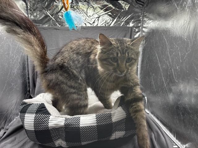 Aunt May - Domestic Medium Hair